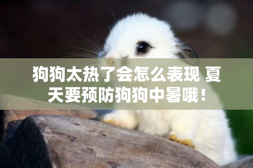 狗狗太熱了會怎么表現 夏天要預防狗狗中暑哦！