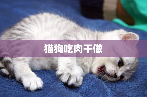 貓狗吃肉干做