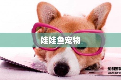 娃娃魚寵物