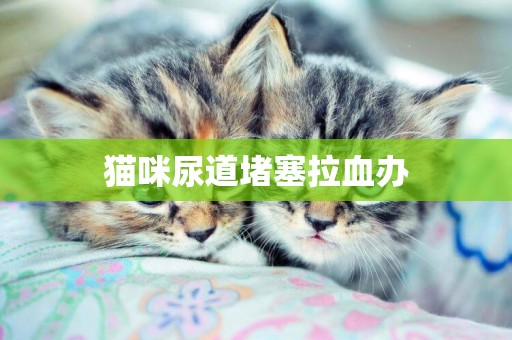 貓咪尿道堵塞拉血辦