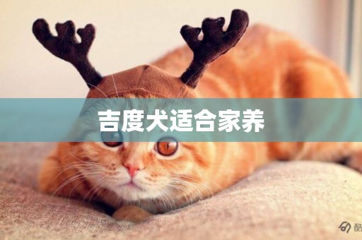 吉度犬適合家養