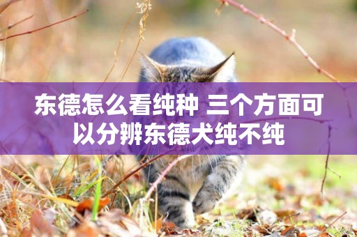東德怎么看純種 三個方面可以分辨東德犬純不純