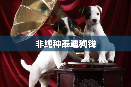 非純種泰迪狗錢