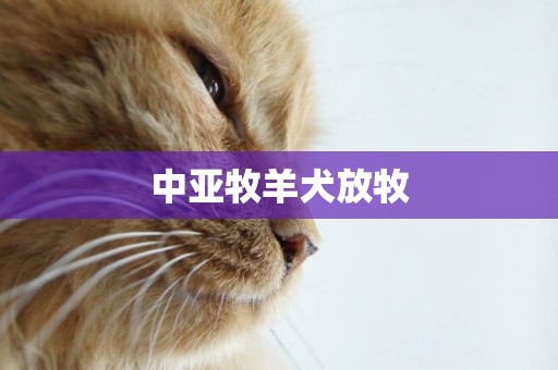 中亞牧羊犬放牧
