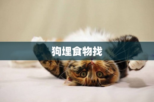狗埋食物找