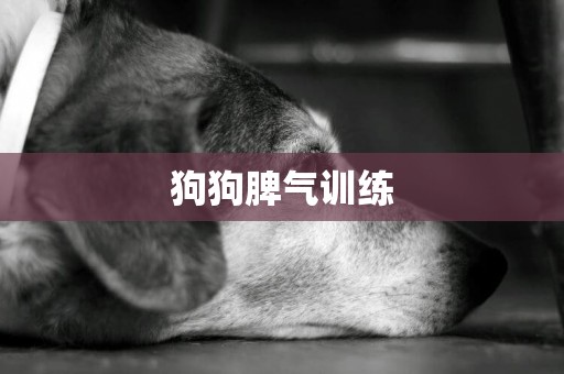 狗狗脾氣訓練