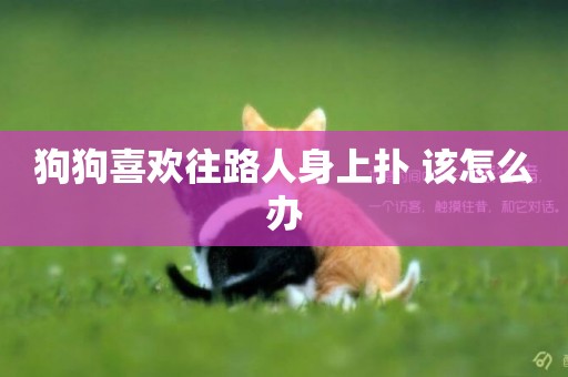 狗狗喜歡往路人身上撲 該怎么辦