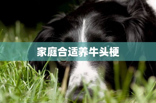 家庭合適養牛頭梗