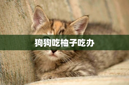 狗狗吃柚子吃辦