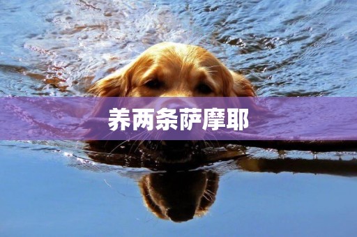 養兩條薩摩耶