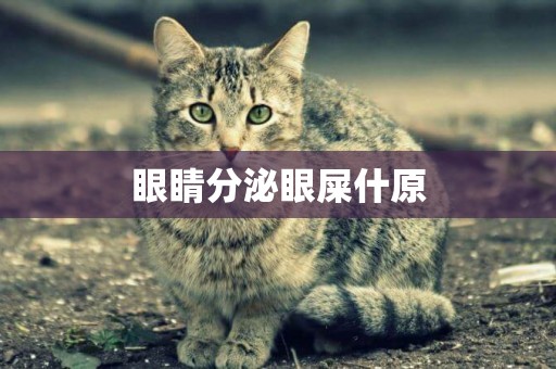 眼睛分泌眼屎什原