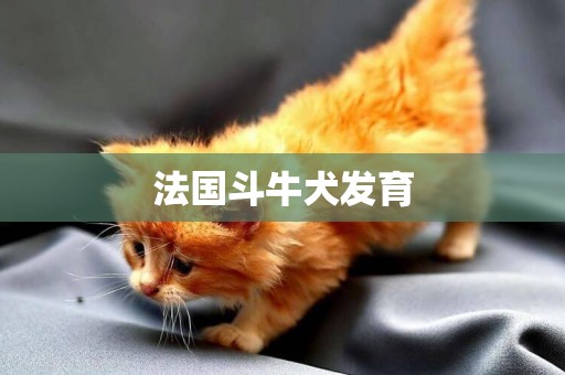 法國斗牛犬發育