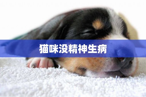 貓咪沒精神生病