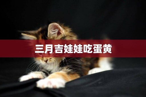 三月吉娃娃吃蛋黃