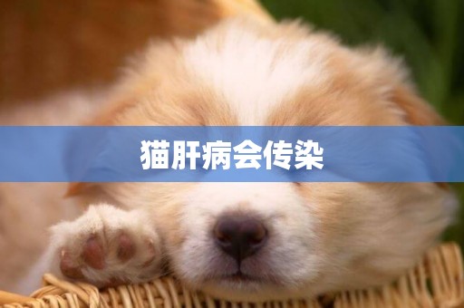 貓肝病會傳染