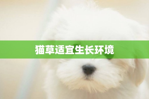 貓草適宜生長環境