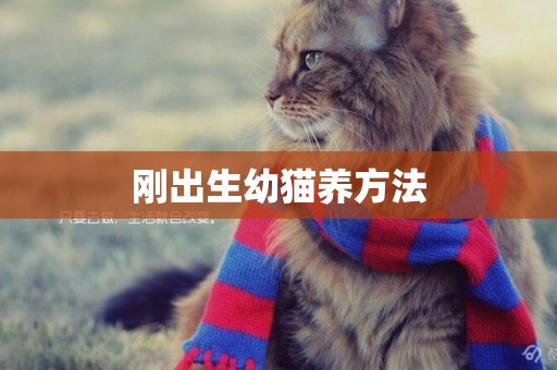剛出生幼貓養方法