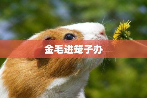 金毛進籠子辦