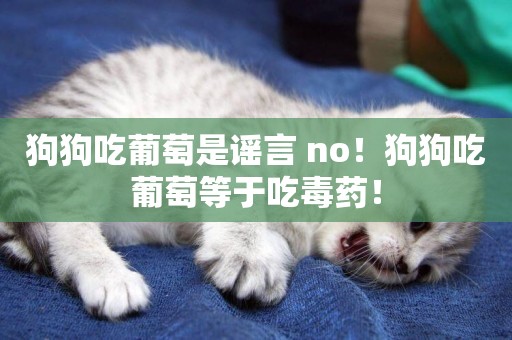 狗狗吃葡萄是謠言 no！狗狗吃葡萄等于吃毒藥！