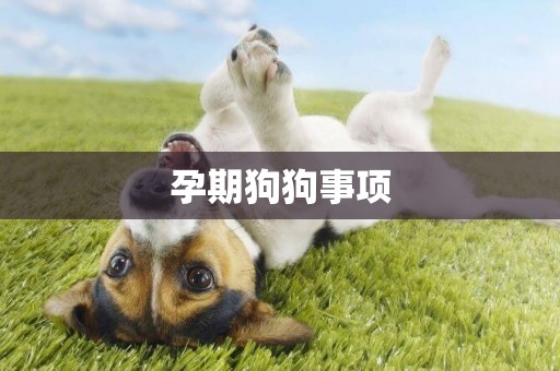 孕期狗狗事項