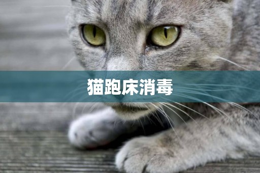 貓跑床消毒