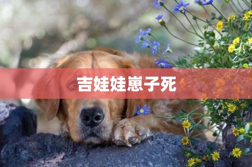 吉娃娃崽子死