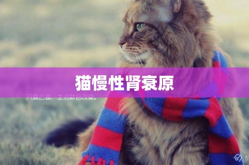 貓慢性腎衰原