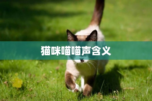 貓咪喵喵聲含義