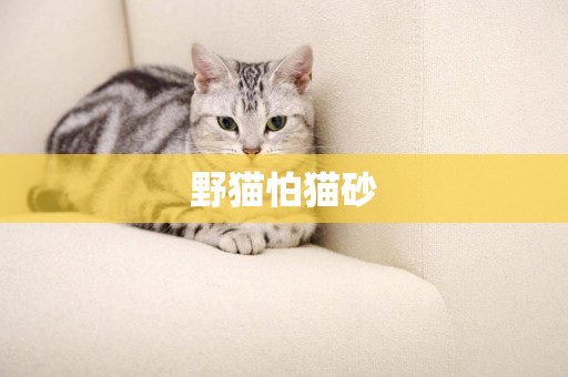 野貓怕貓砂