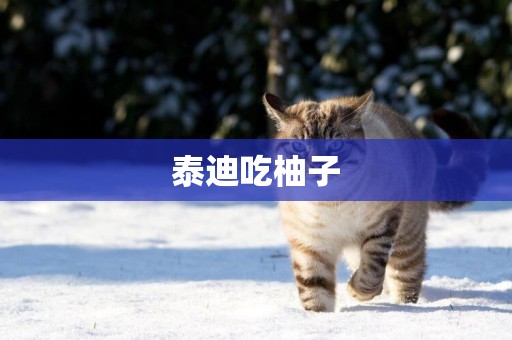 泰迪吃柚子