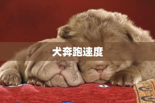 犬奔跑速度