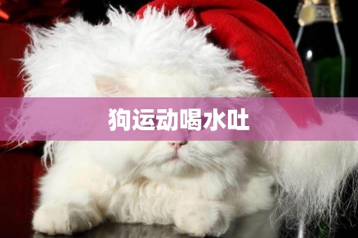 狗運動喝水吐