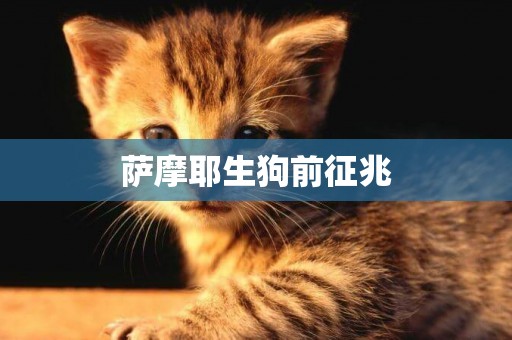 薩摩耶生狗前征兆