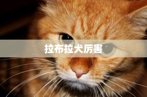 拉布拉犬厲害