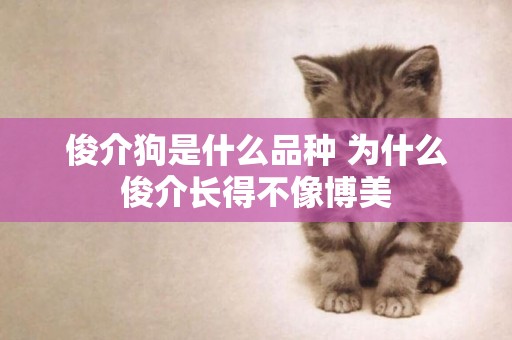 俊介狗是什么品種 為什么俊介長得不像博美 俊介狗是什么品種 為什么俊介長得不像博美