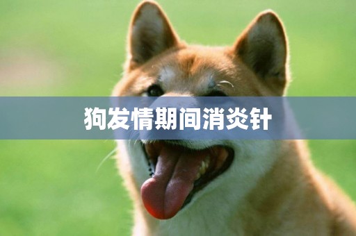 狗發情期間消炎針