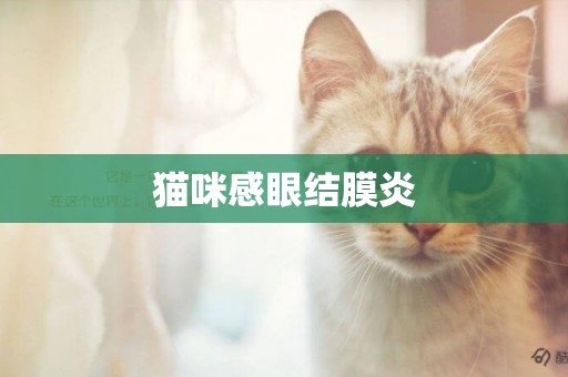 貓咪感眼結膜炎