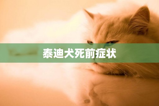 泰迪犬死前癥狀