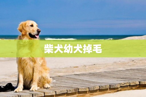 柴犬幼犬掉毛