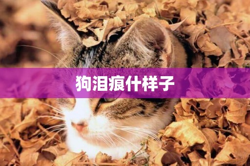 狗淚痕什樣子