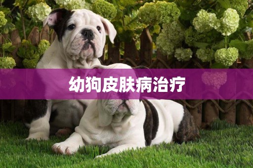幼狗皮膚病治療