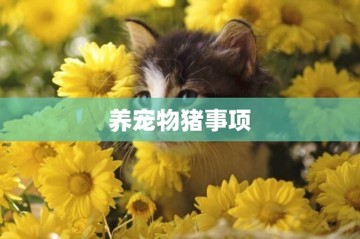 養寵物豬事項