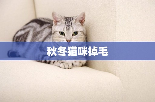 秋冬貓咪掉毛