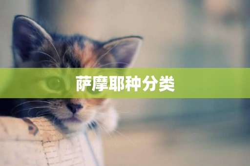 薩摩耶種分類