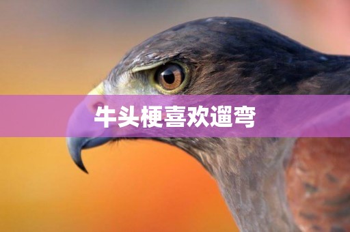 牛頭梗喜歡遛彎