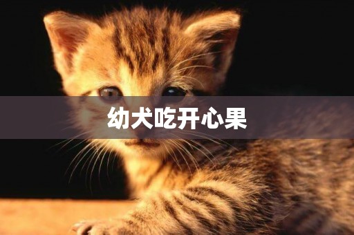 幼犬吃開心果