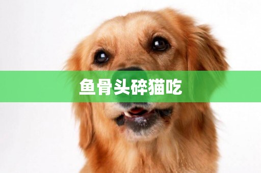魚骨頭碎貓吃
