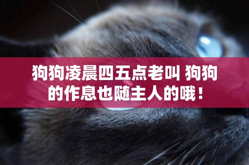 狗狗凌晨四五點老叫 狗狗的作息也隨主人的哦！