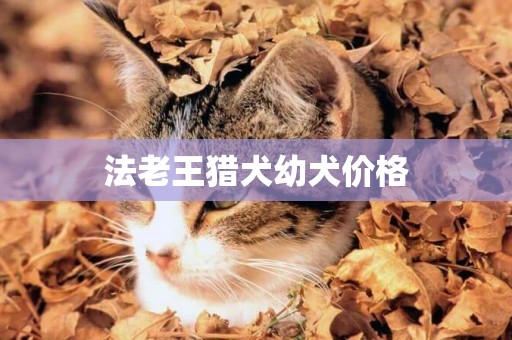 法老王獵犬幼犬價格