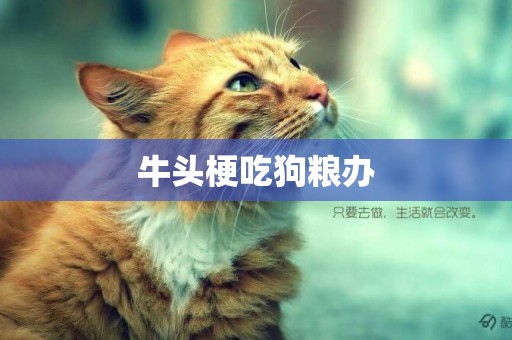牛頭梗吃狗糧辦